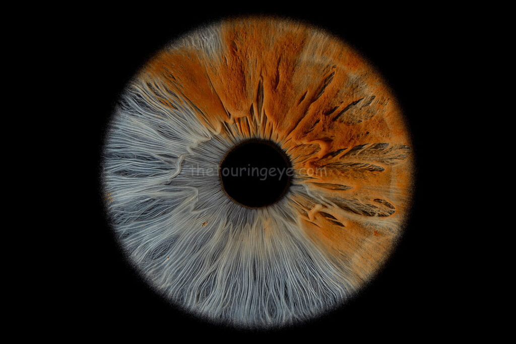 A closeup macro image of a half blue and half brown eye iris in high detail. Iris photography. Eye photography. The Touring Eye. UK