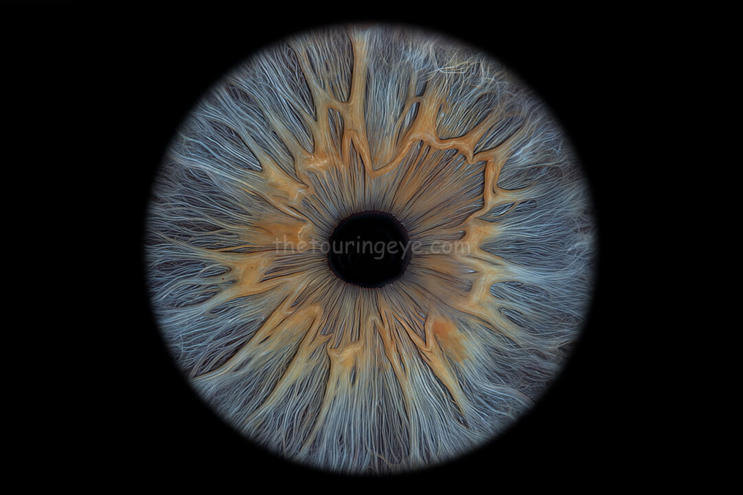A closeup, highly detailed eye iris image showing a blue iris with amber ridges around the pupil. Iris photography.Iris eye photography. The Touring Eye. UK