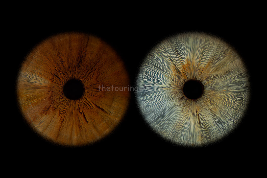 Highly detailed macro image of brown and blue eye irises, side by side. Iris photography. Eye photography. The Touring Eye. UK
