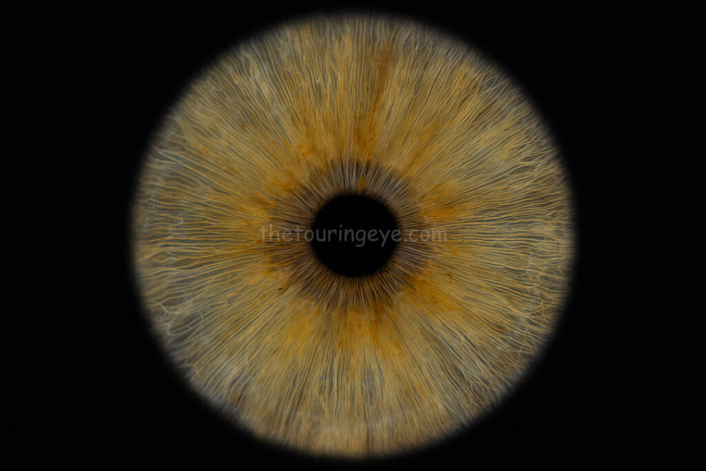A light hazel eye against a black background. Iris eye photography. The Touring Eye. Eye photography UK