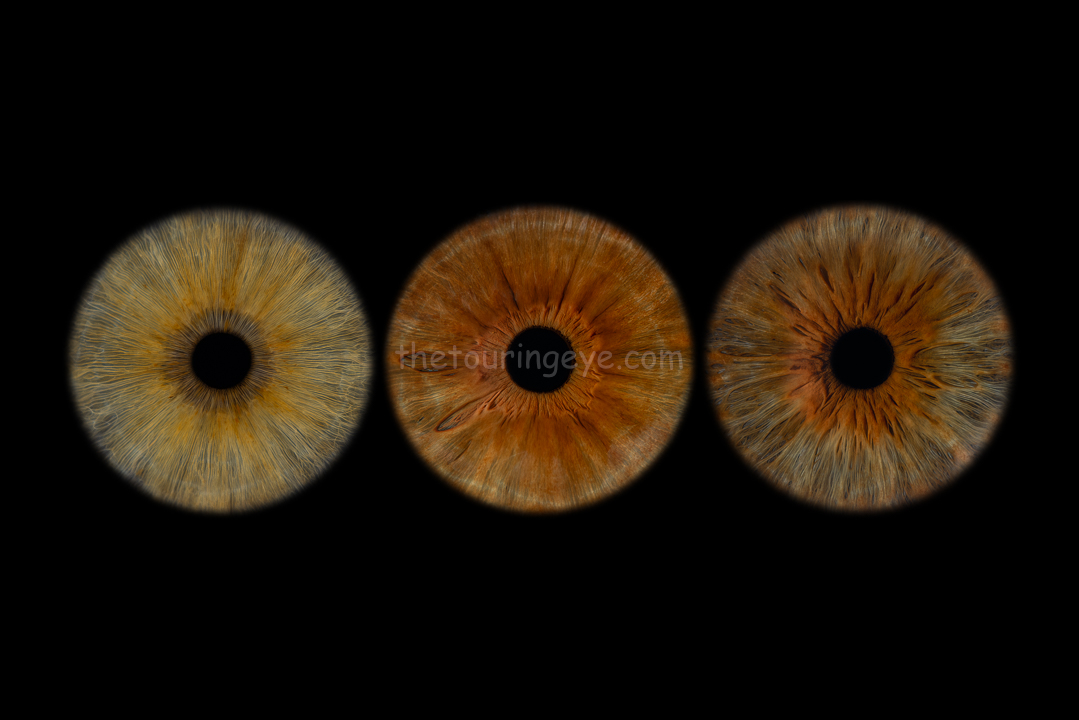 Three hazel eye irises in a row against a black background. Iris eye photography. The Touring Eye. Eye photography UK