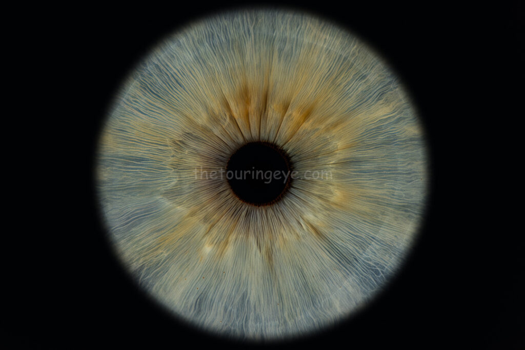A light blue eye iris against a black background. Iris eye photography. The Touring Eye. Eye photography UK