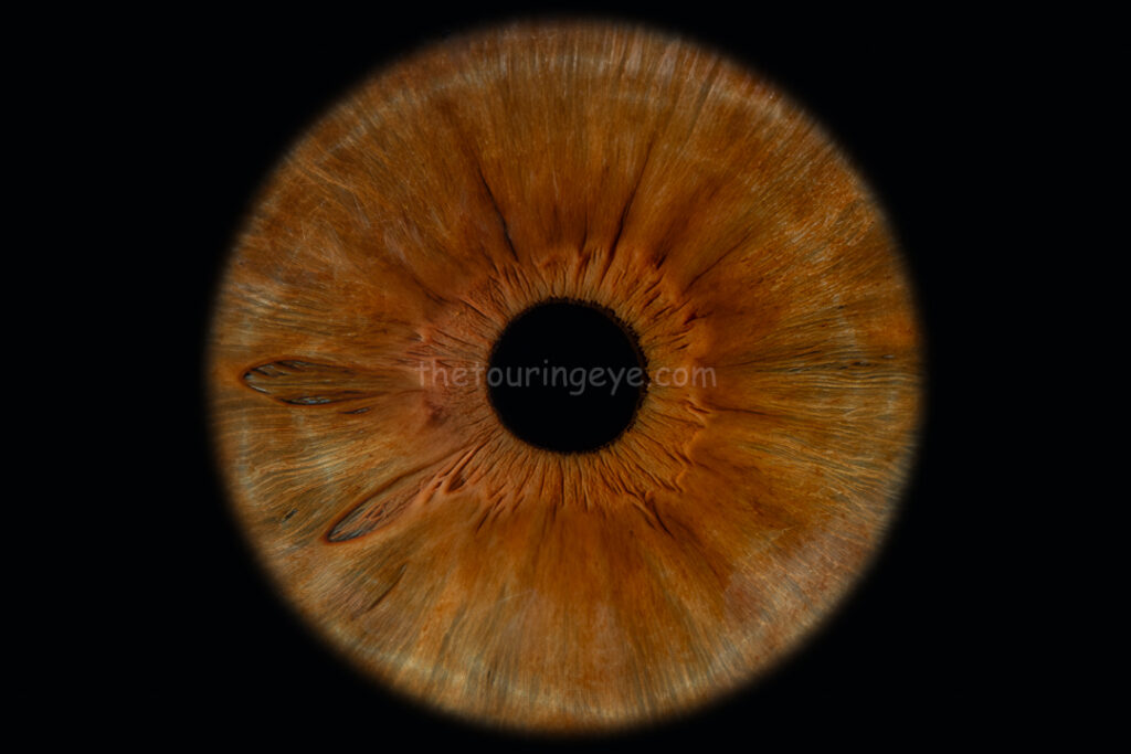 A hazel iris against a black background. Iris eye photography. Eye photography UK. The Touring Eye.