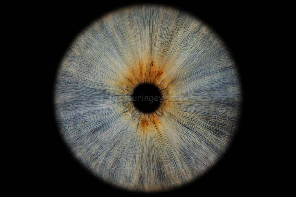 Light blue eye iris with amber sections around the pupil. Iris eye photography. Iris photography. Eye photography. The Touring Eye