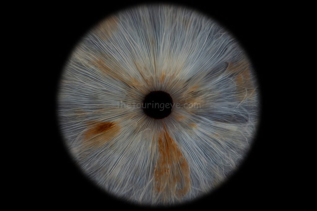 Light blue eye iris with specs of amber and brown. Iris eye photography. Iris photography. Eye photography. The Touring Eye