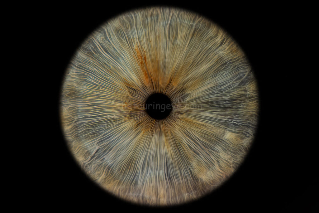 Blue prominent Hazel eye iris. Iris eye photography. Iris photography. Eye Photography. The Touring Eye. UK