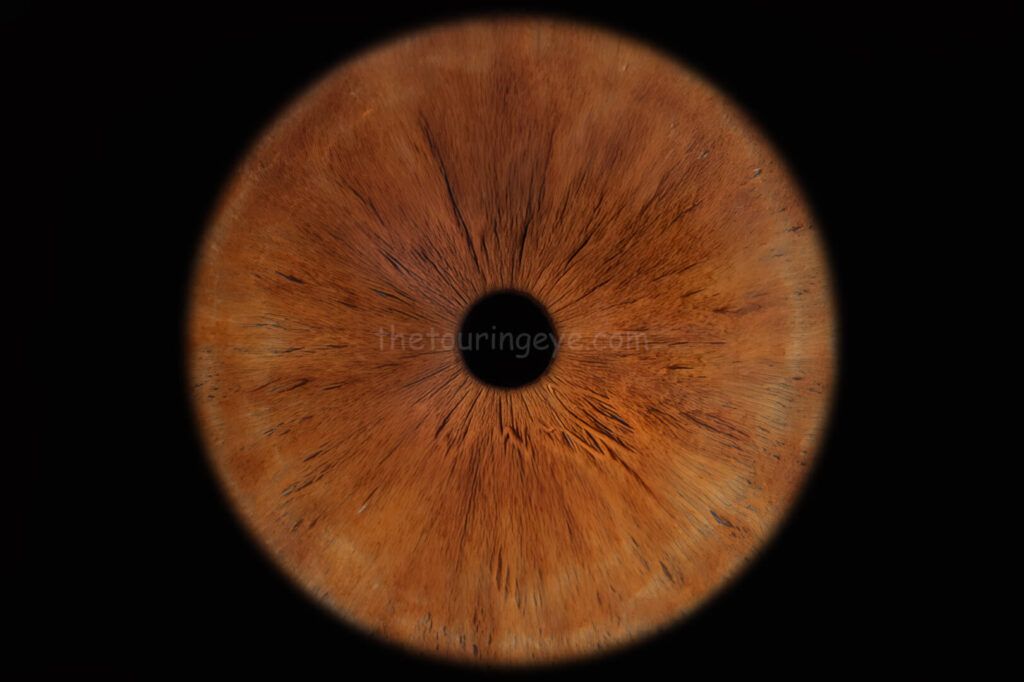 Brown eye appearing amber. Iris eye photography. Eye photography. The Touring Eye