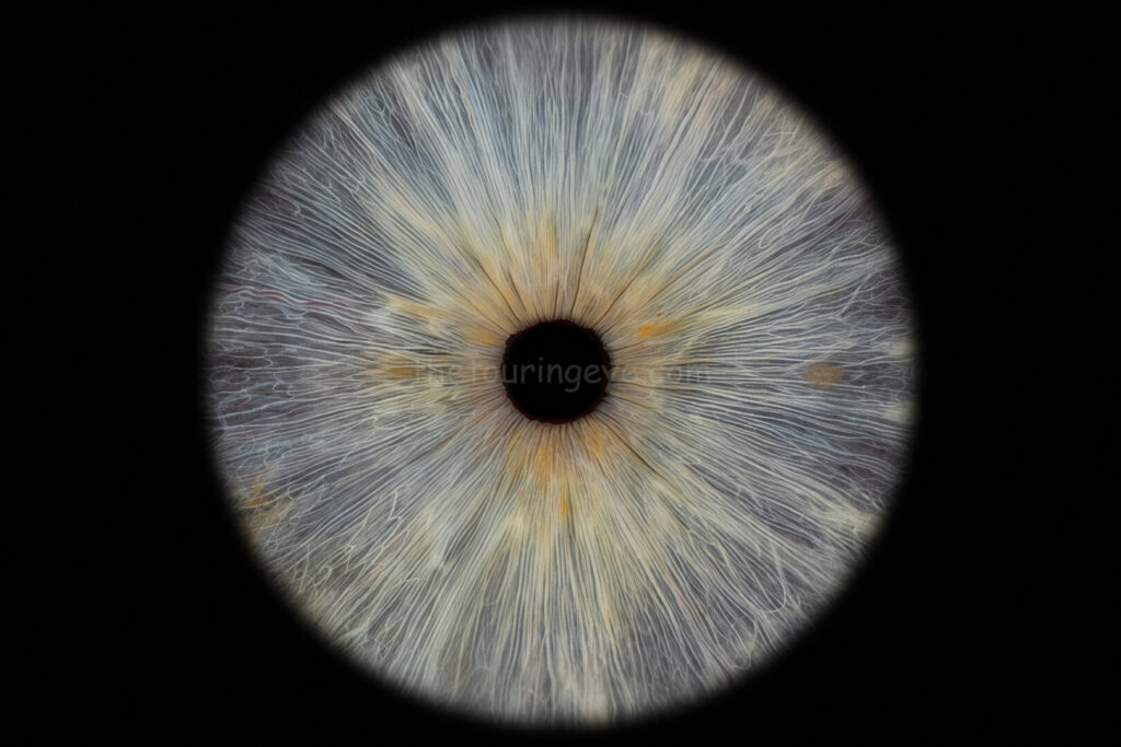 A closeup, macro eye iris image showing a light, almost white blue eye iris in high detail. Iris eye photography. Eye iris photography. UK. The Touring Eye.