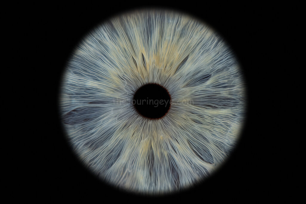 A highly detailed image of a light blue eye iris with streaks of yellow. Iris eye photography. Eye iris photography. UK. The Touring Eye