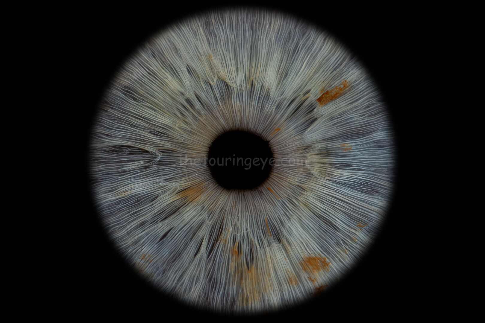 A high detailed image of a lighter blue eye iris with freckles. Iris eye photography. Eye iris photography. UK. The Touring Eye