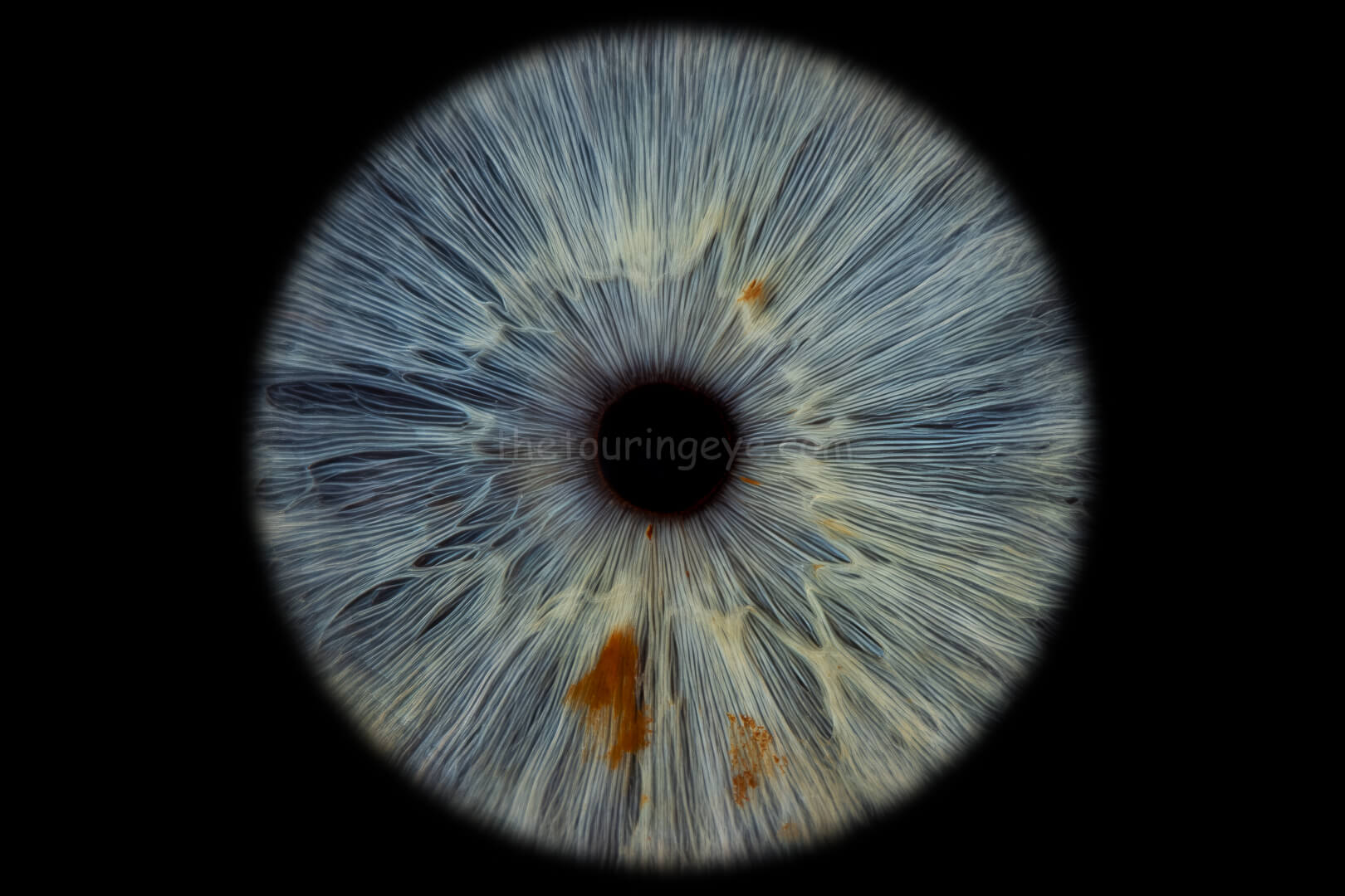 A highly detailed image of a medium blue eye iris with freckles. Iris eye photography. Eye iris photography. UK. The Touring Eye. 