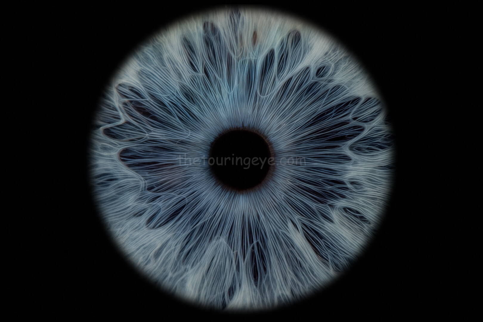 A closeup, macro image of an eye iris showing a medium blue eye iris with white bits at the outer edge. Iris eye photography. Eye iris photography. UK. The Touring Eye.