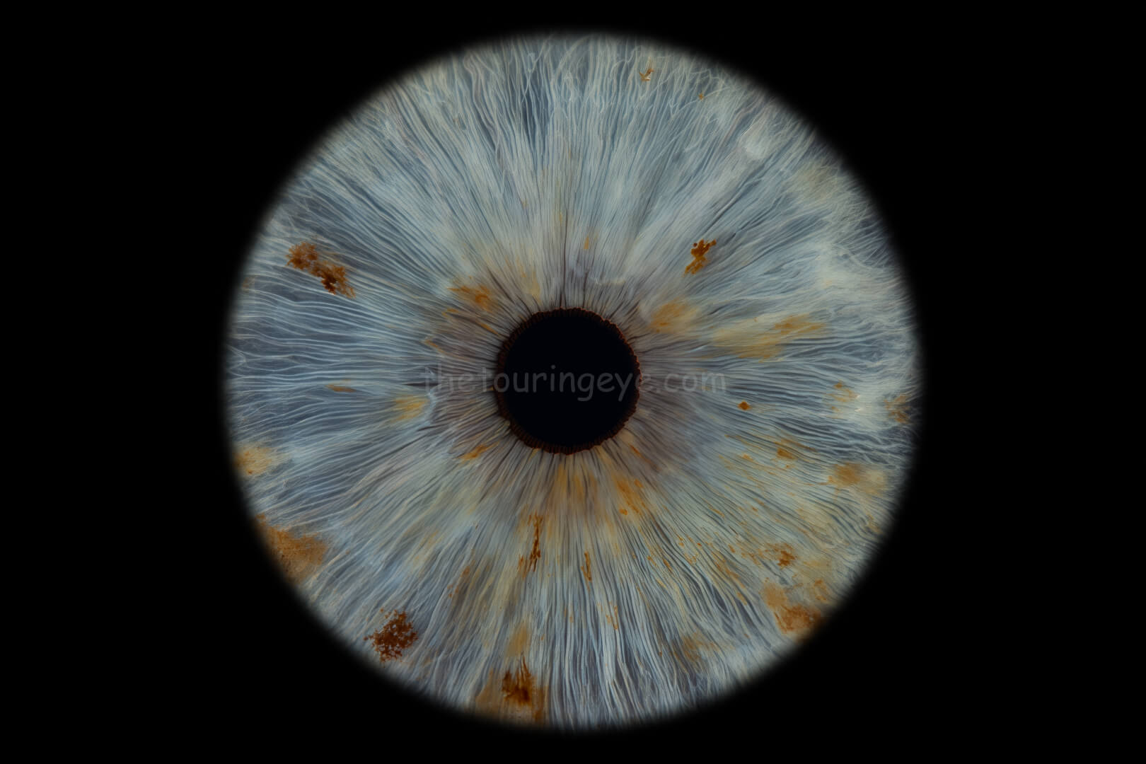 A closeup, macro image of a very light blue eye with freckles. Iris eye photography. Eye iris photography. UK. The Touring Eye