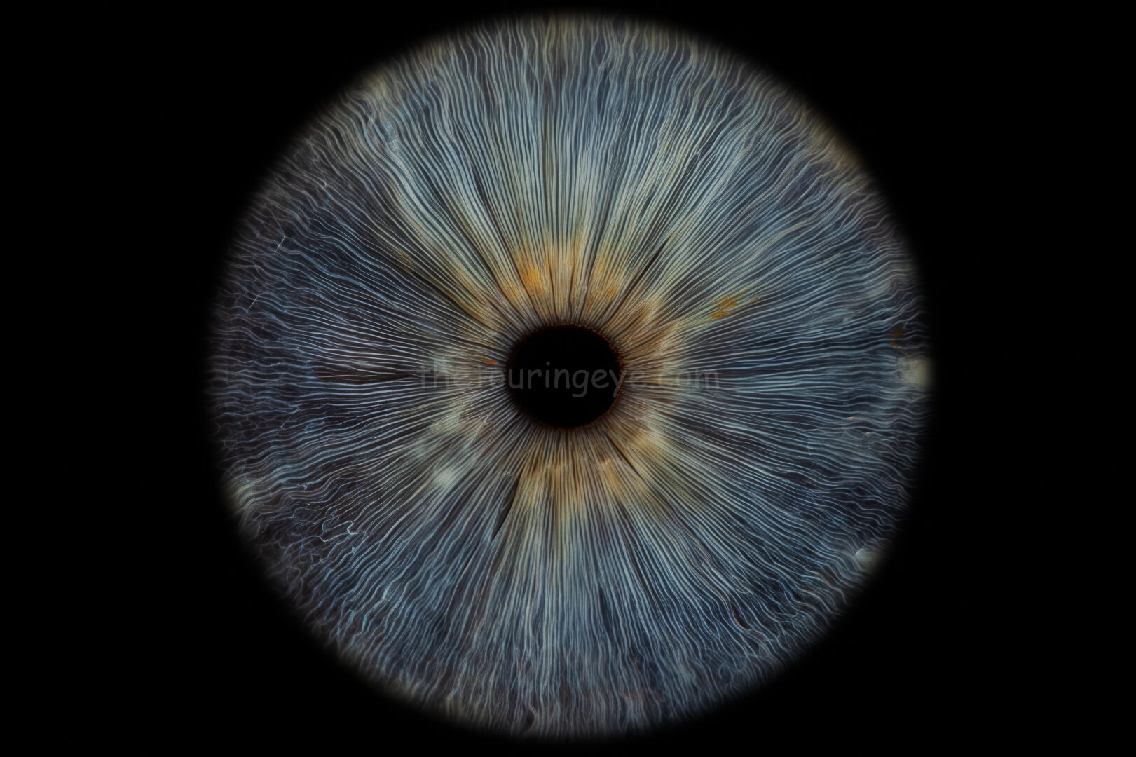 A macro, close up image of a dark blue eye iris with yellow streaks around the pupil. Iris eye photography. Eye iris photography. UK. The Touring Eye