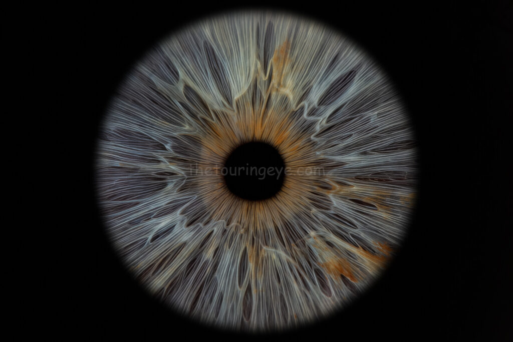 A closeup, macro image of a dark blue eye iris with amber bits and freckles. Iris eye photography. Eye iris photography. UK. The Touring Eye.