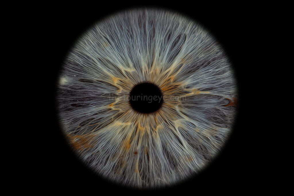 A closeup, macro, high detail image of a dark blue eye iris with freckles and streaks of yellow and amber. Iris eye photography. Eye iris photography. UK. The Touring Eye.