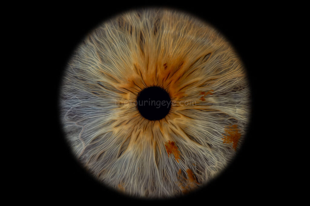 A closeup, macro image of a medium blue eye iris with amber bits. Iris eye photography. Eye iris photography. UK. The Touring Eye.