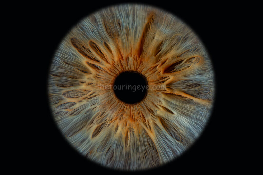 A blue eye with a Central Heterochromia. And amber / yellow pigment circles the pupil. Iris eye photography. UK. The Touring Eye