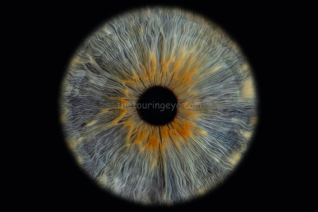 A highly detailed medium blue eye iris with an amber Central Heterochromia. Iris eye photography. Eye iris photography. UK. The Touring Eye