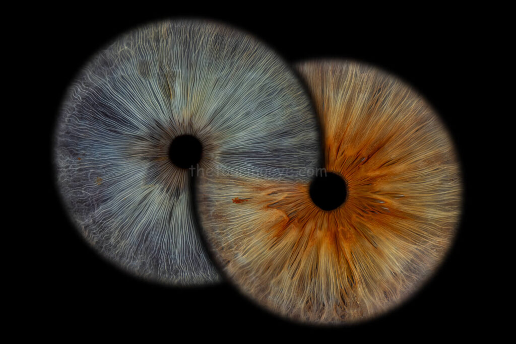 A family eye iris portrait showing 2 high definition, close up macro images of 2 different eyes in the infinity loop. Iris photography. Eye photography. The Touring Eye. UK. Eye art. Eye artwork