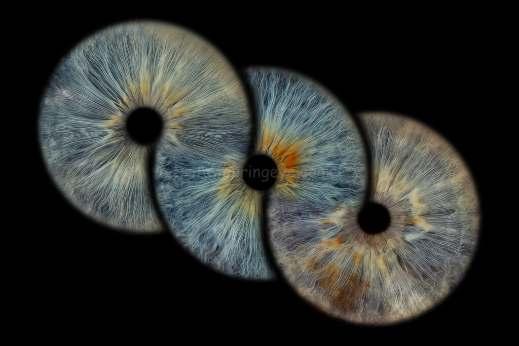 A family eye iris portrait showing 3 high definition, close up macro images of 3 different eyes in the infinity loop. Iris photography. Eye photography. The Touring Eye. UK. Eye art. Eye artwork