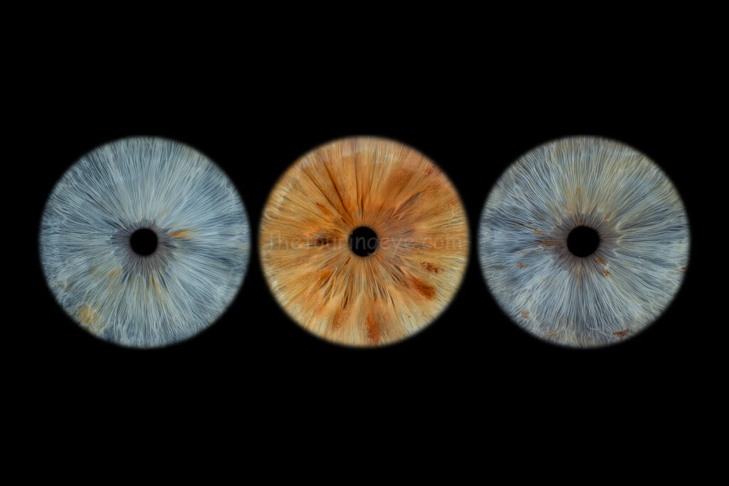 A family eye iris portrait showing 3 high definition, close up macro images of 2 blue eyes and a hazel eye. Iris photography. Eye photography. The Touring Eye. UK