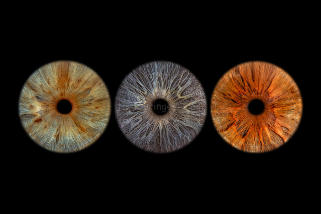 A family eye iris portrait showing 3 high definition, close up macro images of 3 different eyes. 2 blue and one dark hazel. Iris photography. Eye photography. The Touring Eye. UK