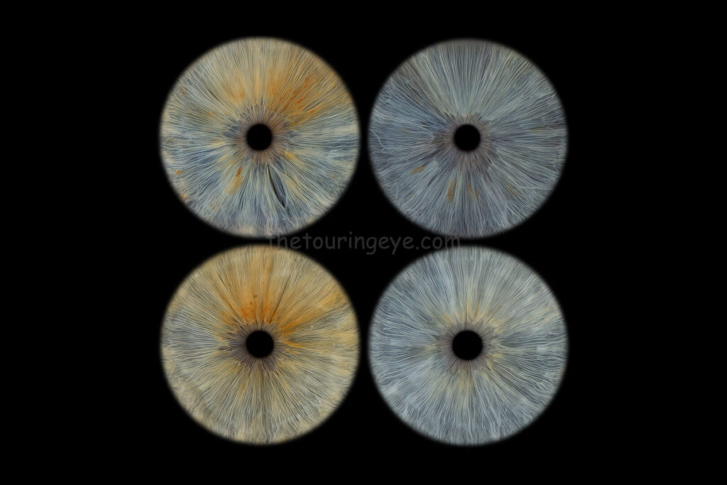A family eye iris portrait showing 4 high definition, close up macro images of 4 different eyes. All 4 are blue eyes of different hues. Iris photography. Eye photography. The Touring Eye. UK