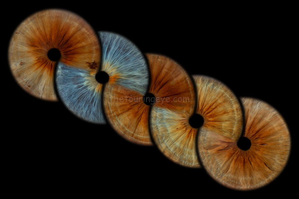 A family eye iris portrait showing 5 high definition, close up macro images of 5 different eyes in the infinity loop. Iris photography. Eye photography. The Touring Eye. UK. Eye art. Eye artwork