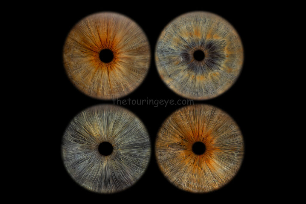 A family eye iris portrait showing 4 high definition, close up macro images of 4 different eyes. 2 blue and 2 hazel eyes. Iris photography. Eye photography. The Touring Eye. UK