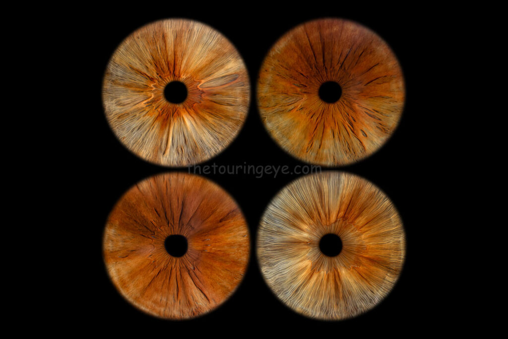 A family eye iris portrait showing 4 high definition, close up macro images of 4 different hazel eyes. Iris photography. Eye photography. The Touring Eye. UK