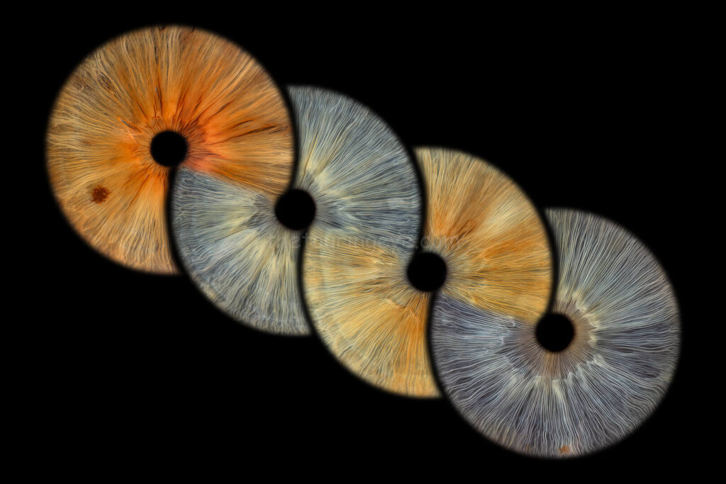 A family eye iris portrait showing 4 high definition, close up macro images of 4 different eyes in the infinity loop. Iris photography. Eye photography. The Touring Eye. UK. Eye art. Eye artwork
