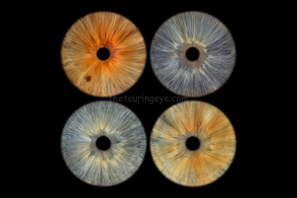 A family eye iris portrait showing 4 high definition, close up macro images of 4 different eyes. Iris photography. Eye photography. The Touring Eye. UK