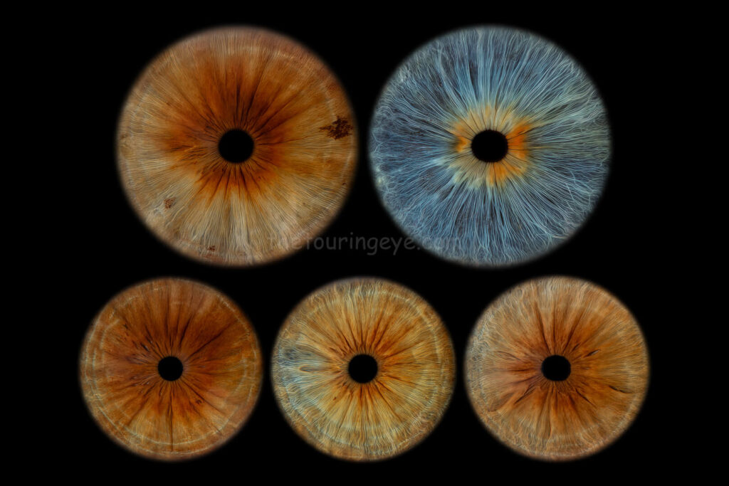A family eye iris portrait showing 5 high definition, close up macro images of 5 different eyes. 4 different hazel eyes and 1 blue eye. Iris photography. Eye photography. The Touring Eye. UK