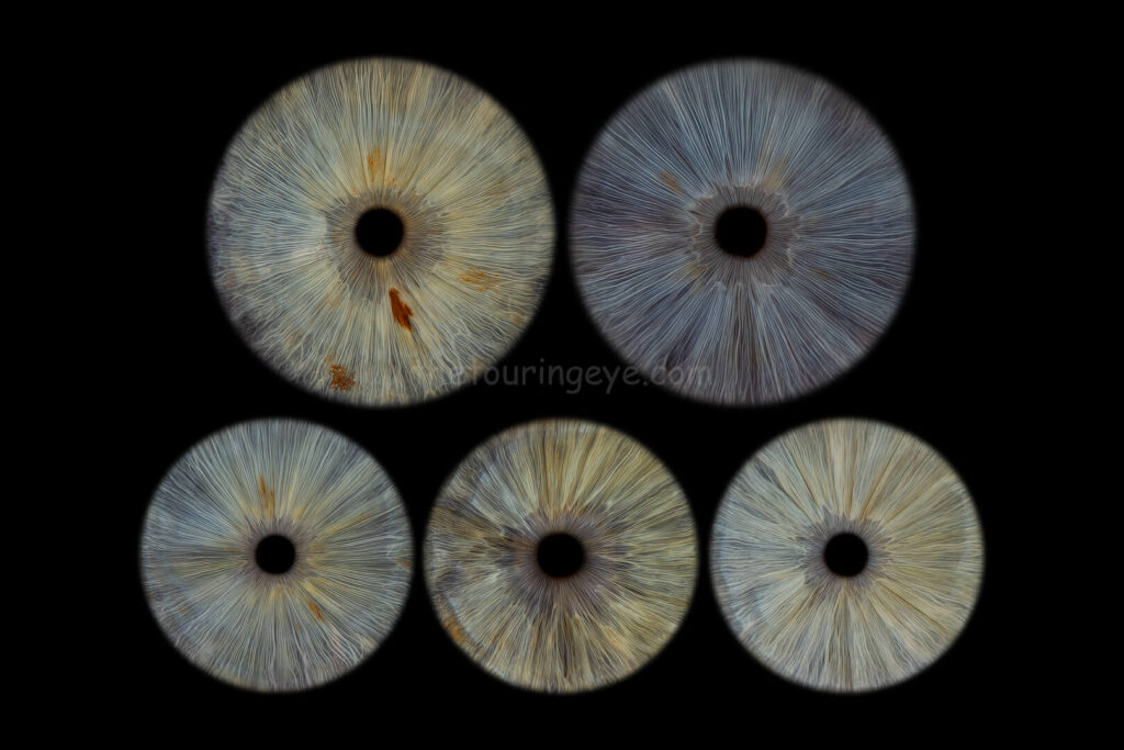A family eye iris portrait showing 5 high definition, close up macro images of 5 different eyes. Iris photography. Eye photography. The Touring Eye. UK